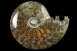 Polished, Agatized Ammonite (Cleoniceras) - Madagascar #97363-1